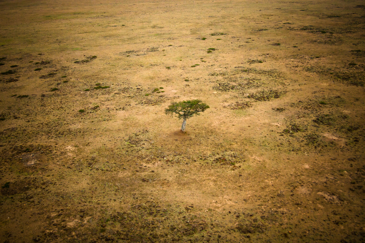 A lone acacia tree is rounded by empty scrubland in the Maasai Mara, Kenya.